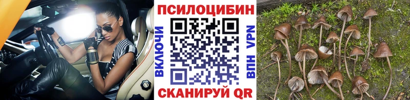 Купить  Благодарный  Галлюциногенные грибы мицелий 